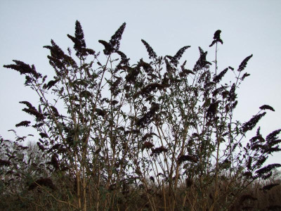 DSCF1966.JPG