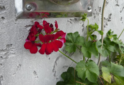 Letzte Pelargonie.jpg
