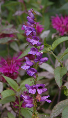 Penstemon-hirsutus-100707.jpg