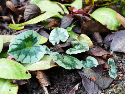 2019-12-27 Cyclamen hederifolium 1.jpg