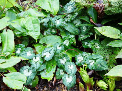 2019-12-27 Cyclamen hederifolium 2.jpg