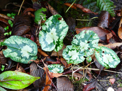 2019-12-27 Cyclamen hederifolium 3.jpg