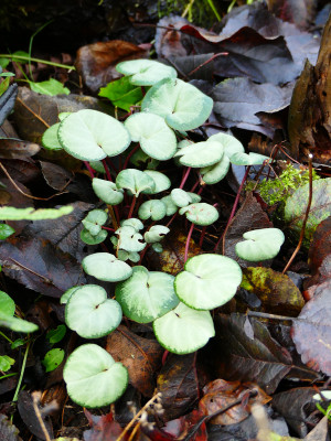 2019-12-27 Cyclamen coum 1.jpg