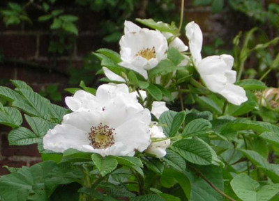 Rosa_rugosa_Alba.jpg