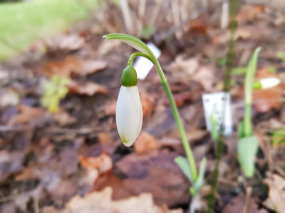 Galanthus 'Grüne Nadelstreifenspitzen'_143254.jpg