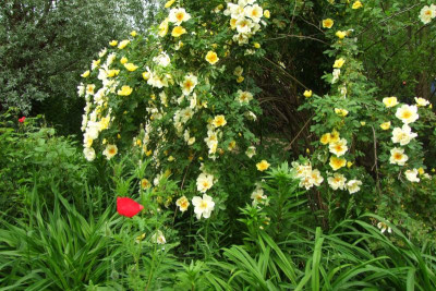 Aicha und Mohn.JPG