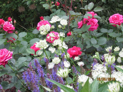 IMG_1153.JPG