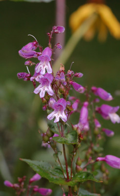 Penstemon-smallii-100707.jpg