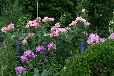Rose Hyde Hall0417.JPG