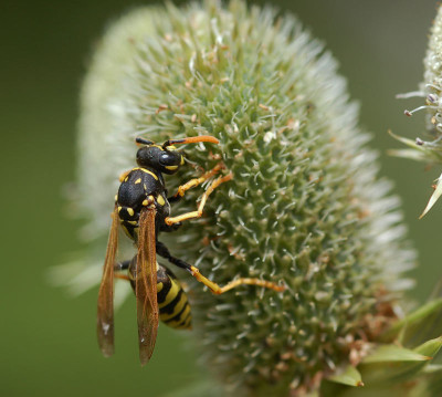 Wespe-Distel-100707-2.jpg
