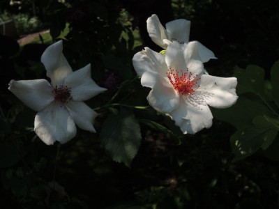 R.White Wings_4372.JPG