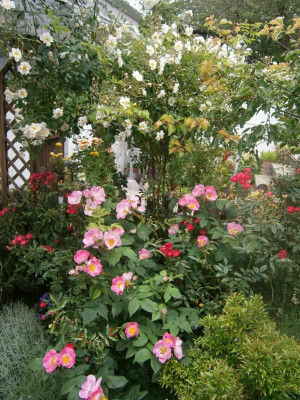 Blüten 2016 006.JPG