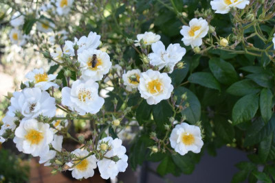 rosen juni 19 006.JPG