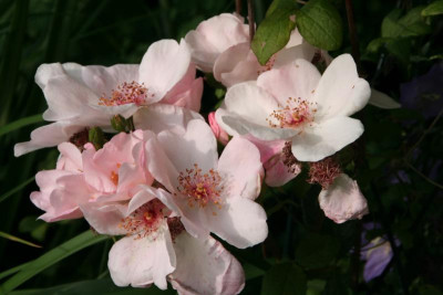 Sweet Pretty IMG_9442.jpg