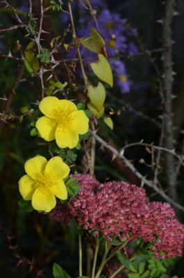 Rosa_pimpinellifolia-HelenKnight.19-3.jpg
