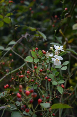 Rosa_multiflora_nana.17-2.jpg