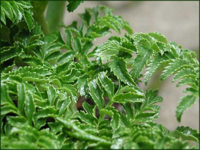 Angelica_pachycarpa.JPG