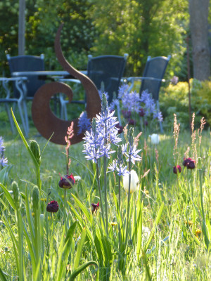 2019-05-04 Camassia 5.jpg