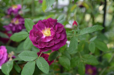Rose-Tuscany.18-1.jpg