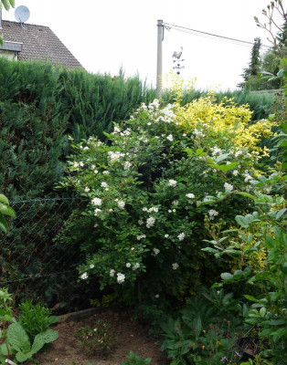 Rosa_multiflora_nana.18-2.jpg
