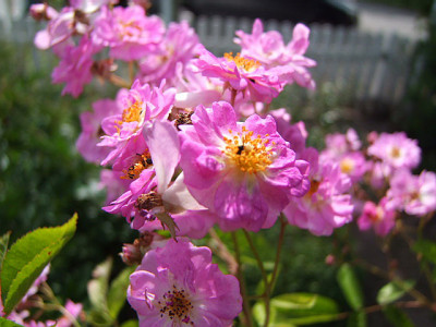 Lavender Pink Parfait.jpg