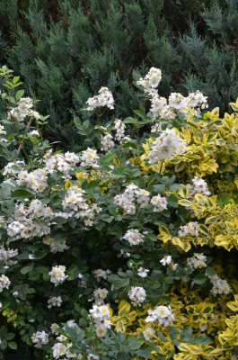 Rosa_multiflora_nana.15-1.jpg