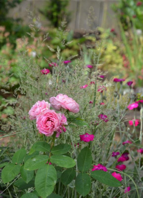 Rose-GertrudeJekyll.18-2.jpg