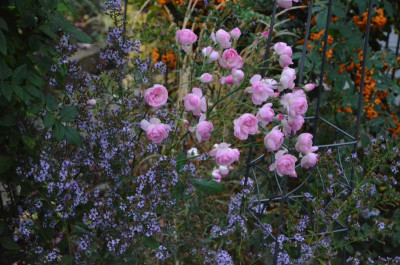 Rose-MozartsLady.18-7.jpg