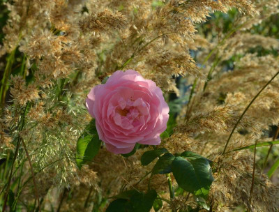 Rose-ShropshireLad.16-4.jpg