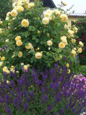 Rose-TeasingGeorgia.1a.jpg