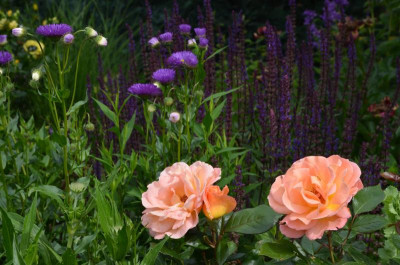 Rose-Rosemary_Harkness.17-1.jpg