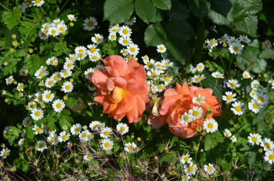 Rose-Westerland.18-2.jpg