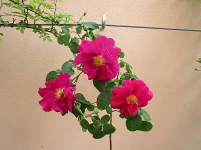 Rosa violacea-1.JPG