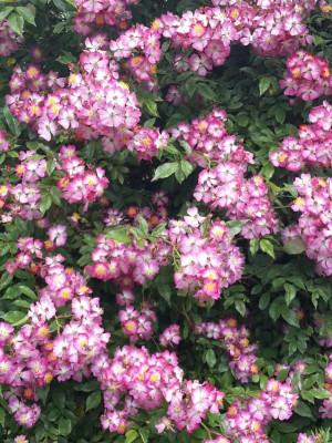 20160615_115329.jpg
