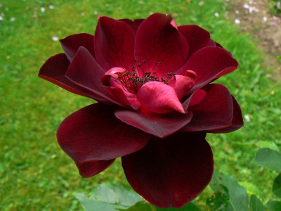 P1050803-burgundy.JPG