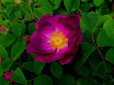 Hapura_Apotheker_RIMG1032.JPG