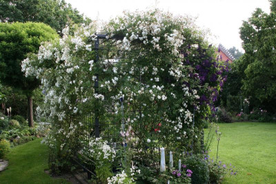 Rosentempel0316.JPG