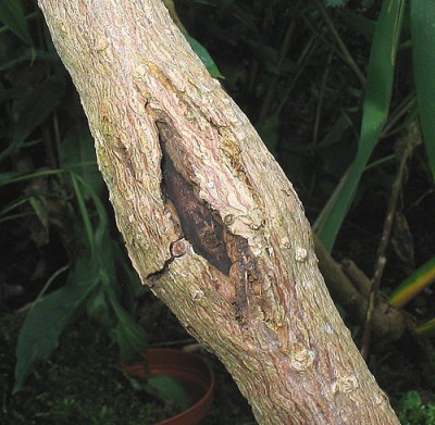Rindenschaden_an_Magnolie_fars_2007.jpg