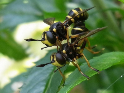 Dickkopffliege_Conops quadrifasciatus_ RIMG0536.JPG