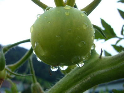 Tomate_11.07.2007.JPG