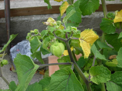DSCN4155.JPG