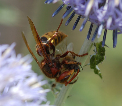 Hornisse-isst-Hummel100707.jpg