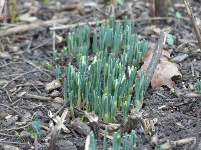 2020-01-01 Putgarten 1.jpg