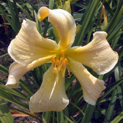 GT03-KR7.13_GT01-KL9.22_Zitroneneis_X_Yellow_Angel_X_Asterisk002.jpg