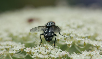Fleischfliege-100707-2.jpg