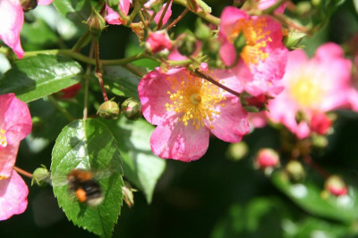 Rose Juanita1219.JPG