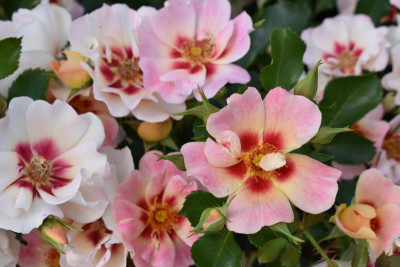 persische Rosen Hulthemia 033.JPG