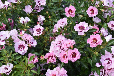 persische Rosen Hulthemia 010.JPG
