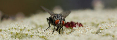 Fleischfliege-100707.jpg