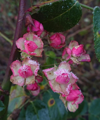 DSC_6950-Susewinter.jpg